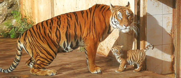 Nace un tigre de bengala en el Parque de la Naturaleza de Cabrceno