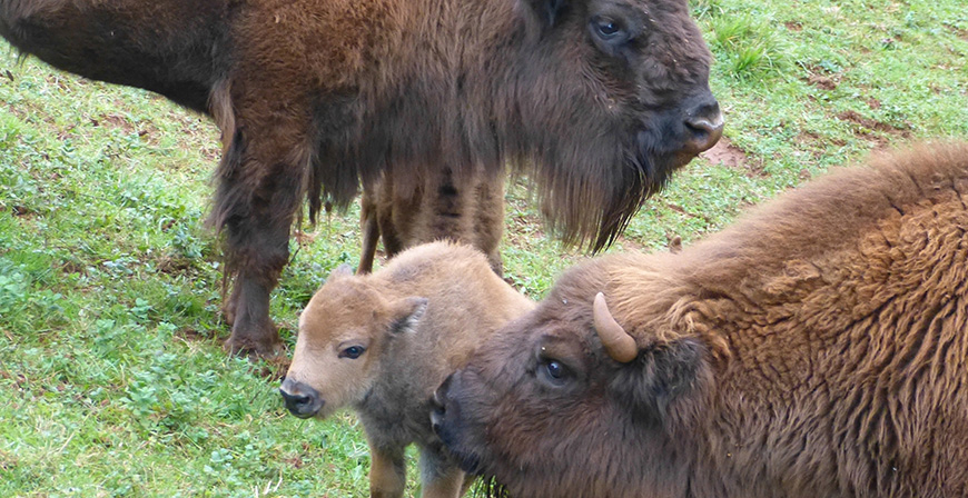 Nacen en el Parque de la Naturaleza de Cabrceno dos bisontes lowland