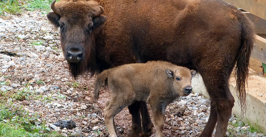 Nacen en el Parque de la Naturaleza de Cabárceno dos bisontes lowland