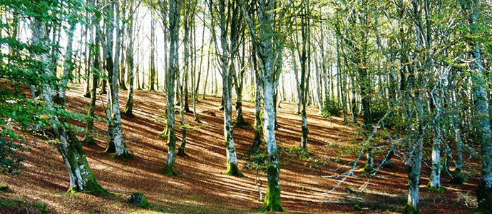 Natureando por Campoo