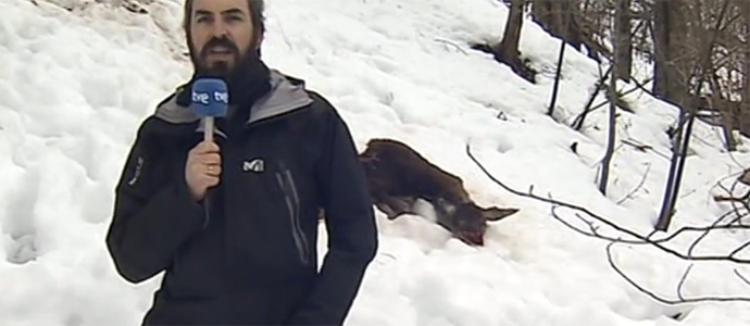 La nieve acaba con cientos de animales salvajes en Cantabria