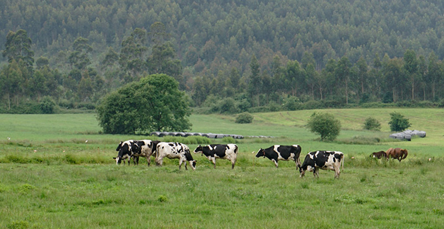 Las nuevas medidas adoptadas por Desarrollo Rural para prevenir la llegada de la Dermatosis Nodular a Cantabria entran en vigor este viernes