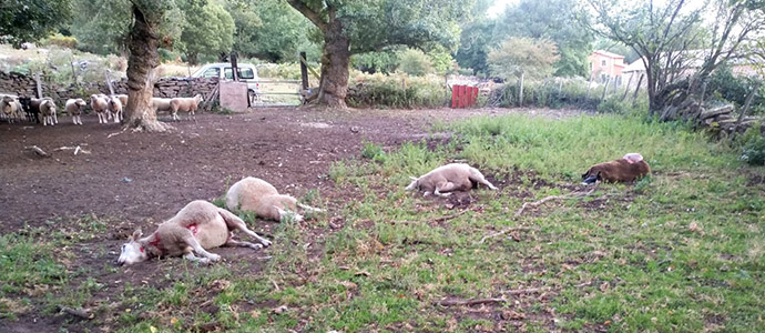 Un nuevo ataque de lobo deja cinco ovejas muertas y una herida en Olea
