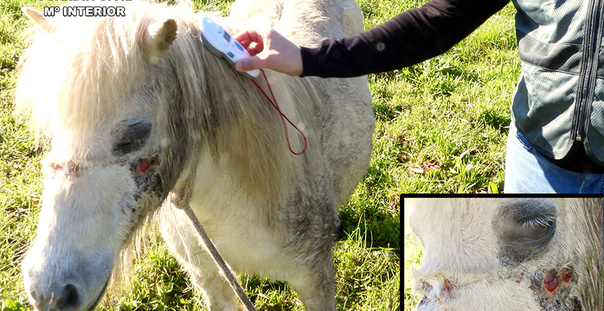 Investigadas dos personas por maltrato animal a cachorros de perro y a un pony