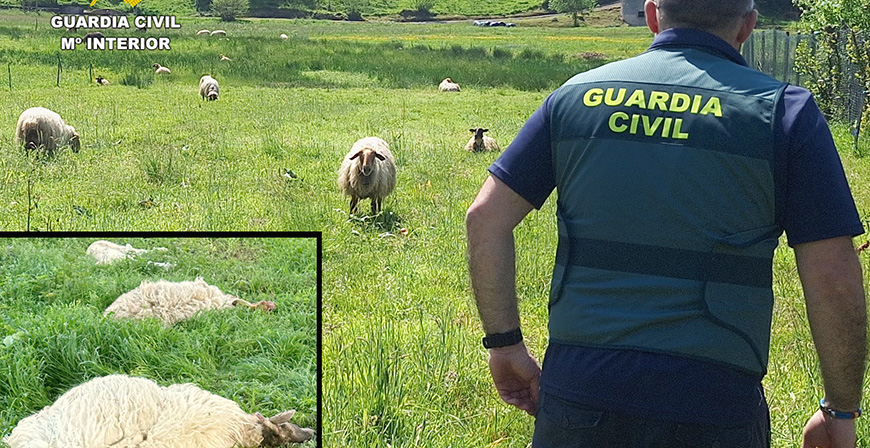 Once personas investigadas por sacrificar ovejas, con sufrimiento para los animales y sin asegurar la salud p�blica