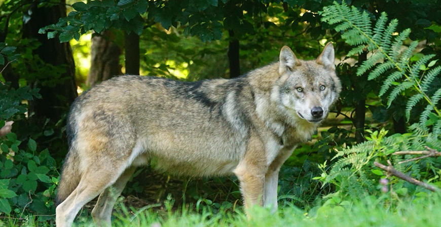 Las organizaciones ecologistas rechazan la desproteccin del lobo, 