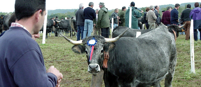 Oria afirma que la vaca tudanca sigue siendo un 