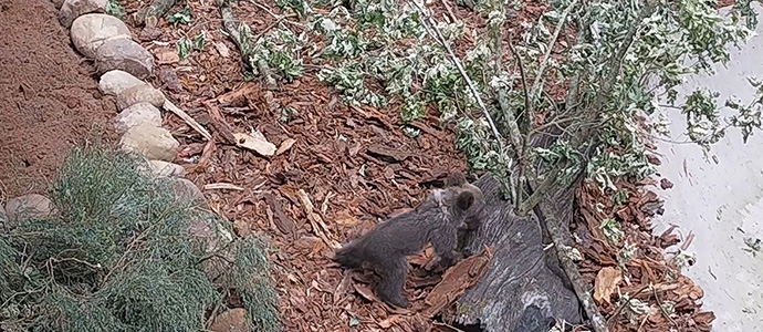 La osezna ingresada en el Centro de Recuperacin de la Fauna Silvestre sigue mejorando