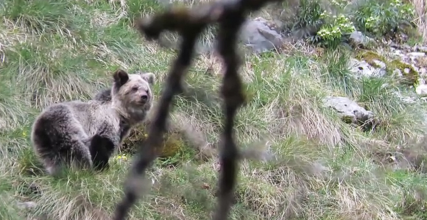 La osezna Saba, recuperada en Cantabria, se aclimata al entorno de Picos de Europa