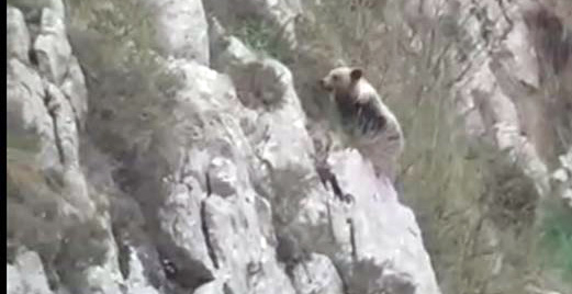 Las oseznas Saba y ndriga se aclimatan con normalidad y en buen estado a su hbitat natural en Asturias