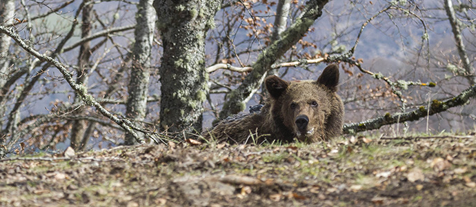 El oso Beato es devuelto a su medio natural en Libana con un localizador para seguir su adaptacin