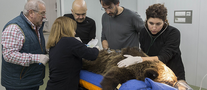 El oso Beato es devuelto a su medio natural en Libana con un localizador para seguir su adaptacin