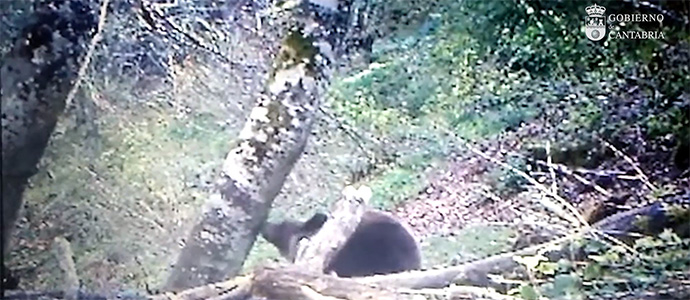 El oso Beato, sano, fuerte y totalmente integrado en el medio natural