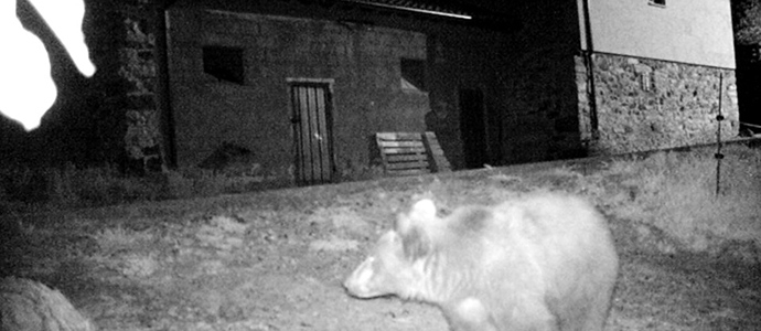 El oso Beato vuelve a buscar comida cerca de las casas y la FOP cree necesario aplicar medidas de disuasin