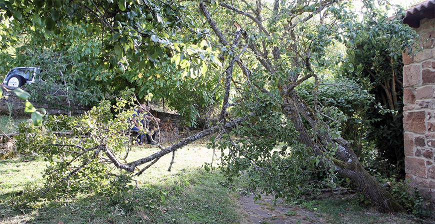 Un oso irrumpe dos noches seguidas en la finca de una vivienda en Mazandrero para comer frutas