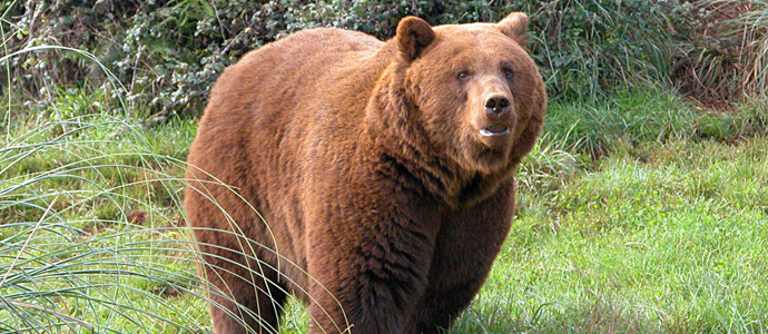 El oso pardo, protagonista de una mesa redonda en el Castillo de Argeso