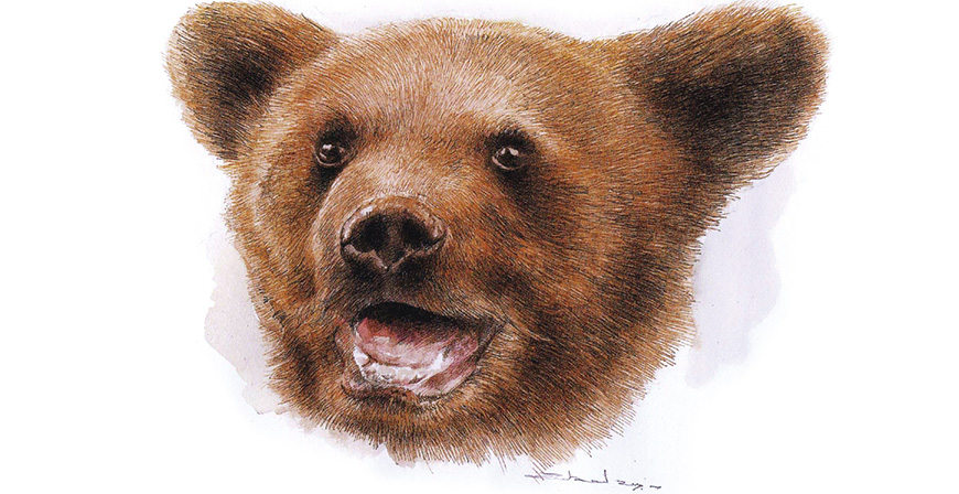 Oso pardo, ursus arctos