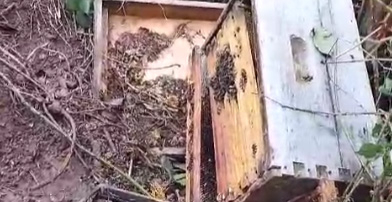 El oso reaparece en el entorno de Mazandrero