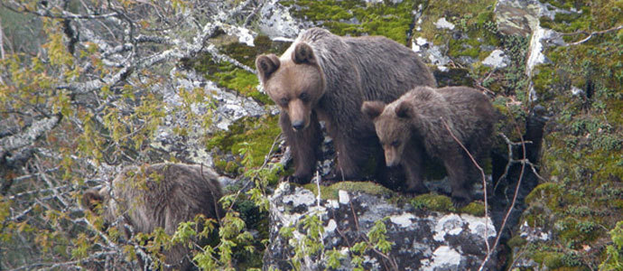 El oso se asienta en la Cordillera Cantbrica