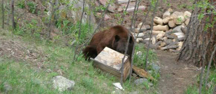 Un oso se ceba con las colmenas de Abiada