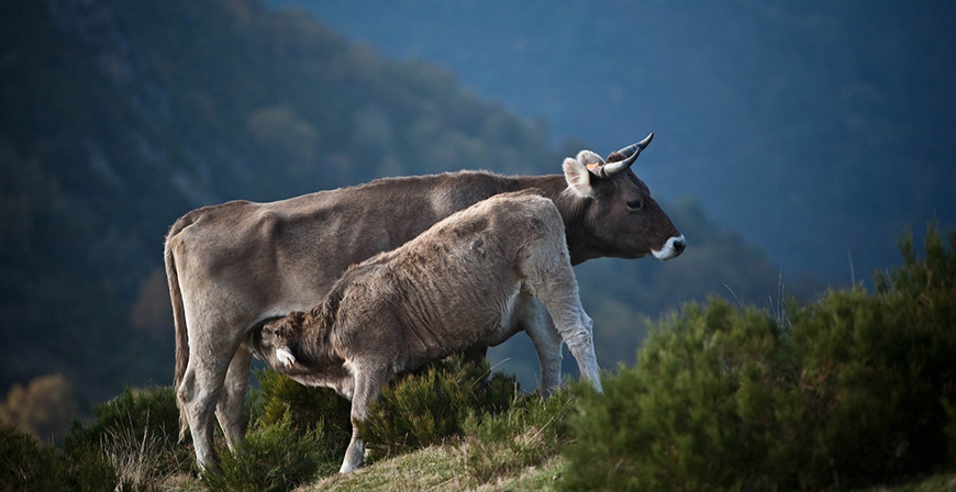 La cabaa ganadera cntabra estar vacunada contra la lengua azul en mayo