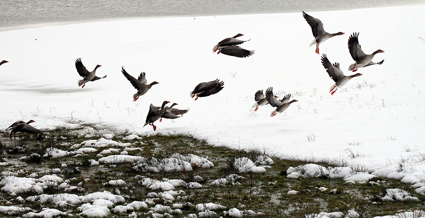El Pantano del Ebro y la invernaci�n de aves acu�ticas (II)