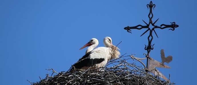 Pareja de cigeas