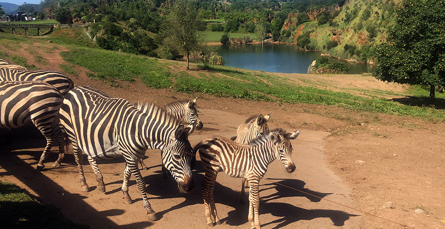 El Parque de la Naturaleza de Cabrceno aumenta la familia de cebras comunes con el nacimiento de un nuevo ejemplar