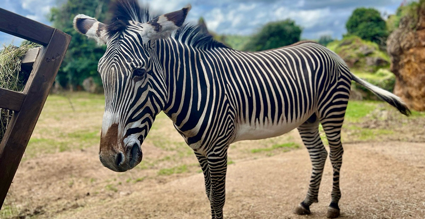 El Parque de la Naturaleza de Cabrceno incorpora una nueva cebra de Grvy