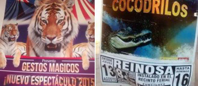 PACMA denuncia que Reinosa permita la instalacin de un circo con tigres y cocodrilos