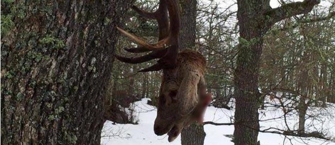 El Partido Animalista denuncia la decapitacin de ciervos en Campoo