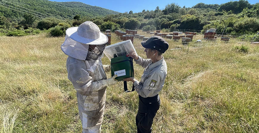 Pastores elctricos para proteger las colmenas en las zonas oseras de Cantabria y Palencia