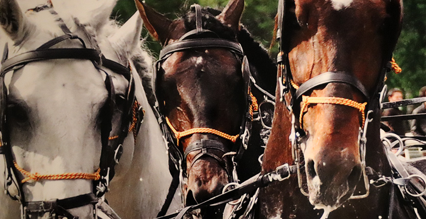 La Casona acoge la exposicin 'Cra Caballar de las Fuerzas Armadas'
