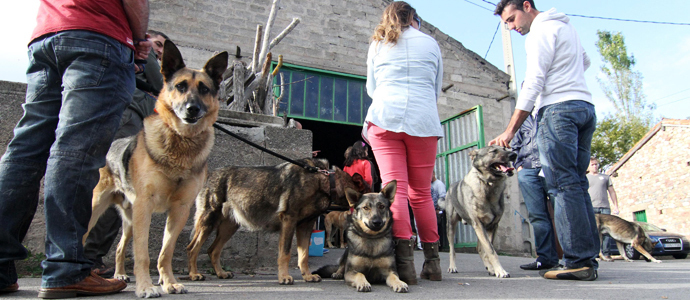 El perro lobo, protagonista en Campoo