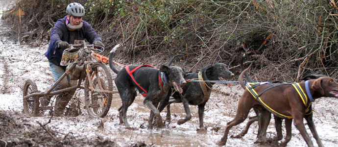 Los perros ms potentes compiten en Polientes