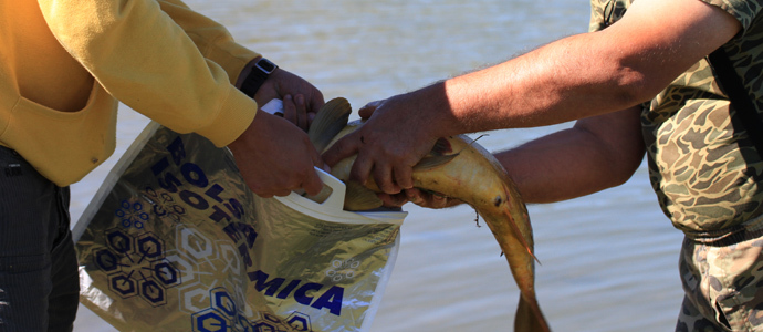 Pescando carpas en el Pantano del Ebro
