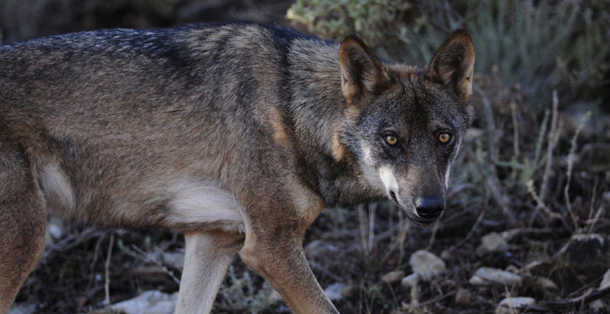 El Plan de Gestin del Lobo de Cantabria contempla la 