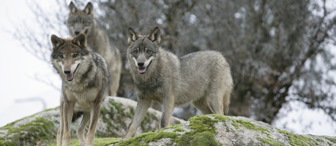 El Plan de Gestin de Lobo podra ver la luz en el segundo trimestre de 2015