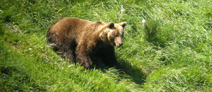 El Plan Provoca anima a conocer el hbitat del oso pardo en verano