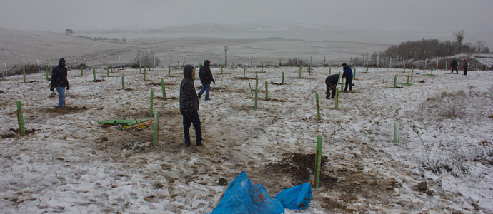 Plantacin bajo la nieve