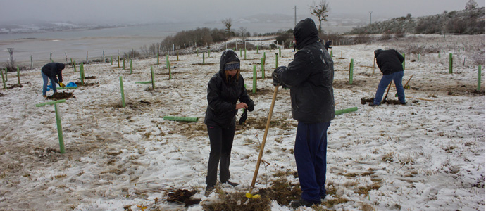 Plantacin bajo la nieve