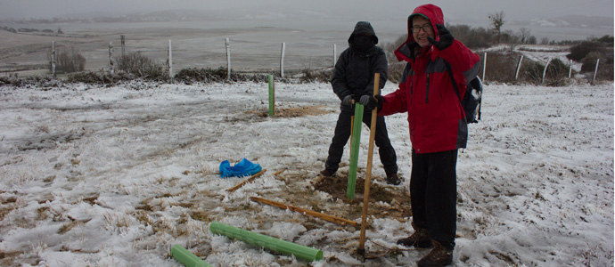 Plantacin bajo la nieve