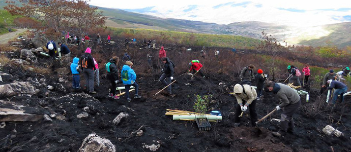 Plantan 300 rboles frutales para el oso en las laderas del Endino