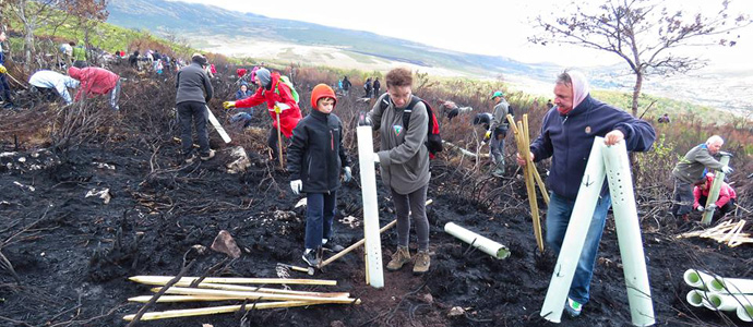 Plantan 300 rboles frutales para el oso en las laderas del Endino