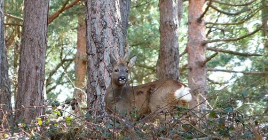 La poblacin de corzos en Campoo se encuentra amenazada