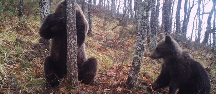 La poblacin de oso pardo en la Cordillera Cantbrica supera los 250 ejemplares