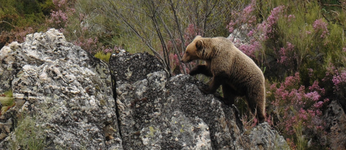 La poblacin de osos se consolida y crece en la Cordillera Cantbrica
