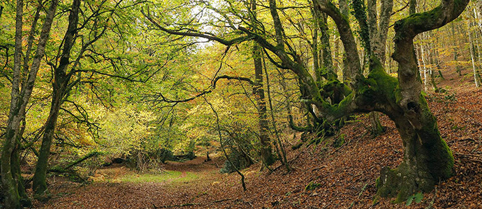 Podemos presenta una enmienda para crear un Parque Natural en el Monte Hijedo