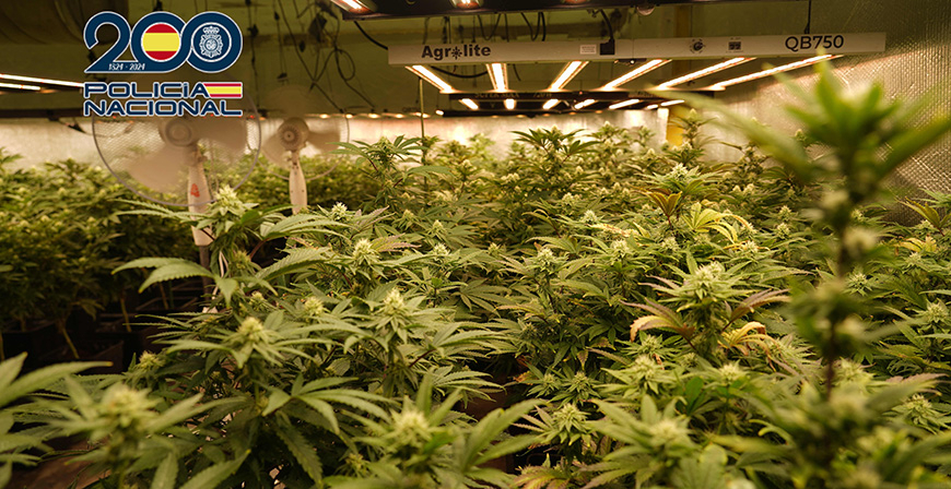 La Polic�a Nacional desmantela una plantaci�n 