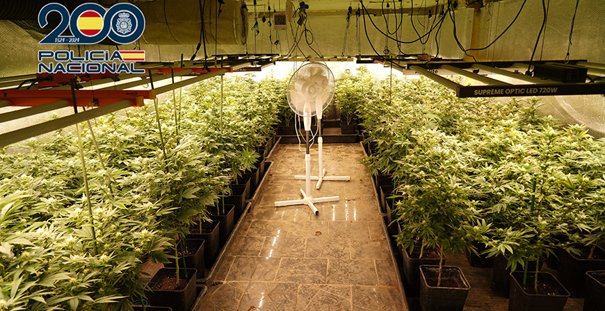 La Polic�a Nacional desmantela una plantaci�n 